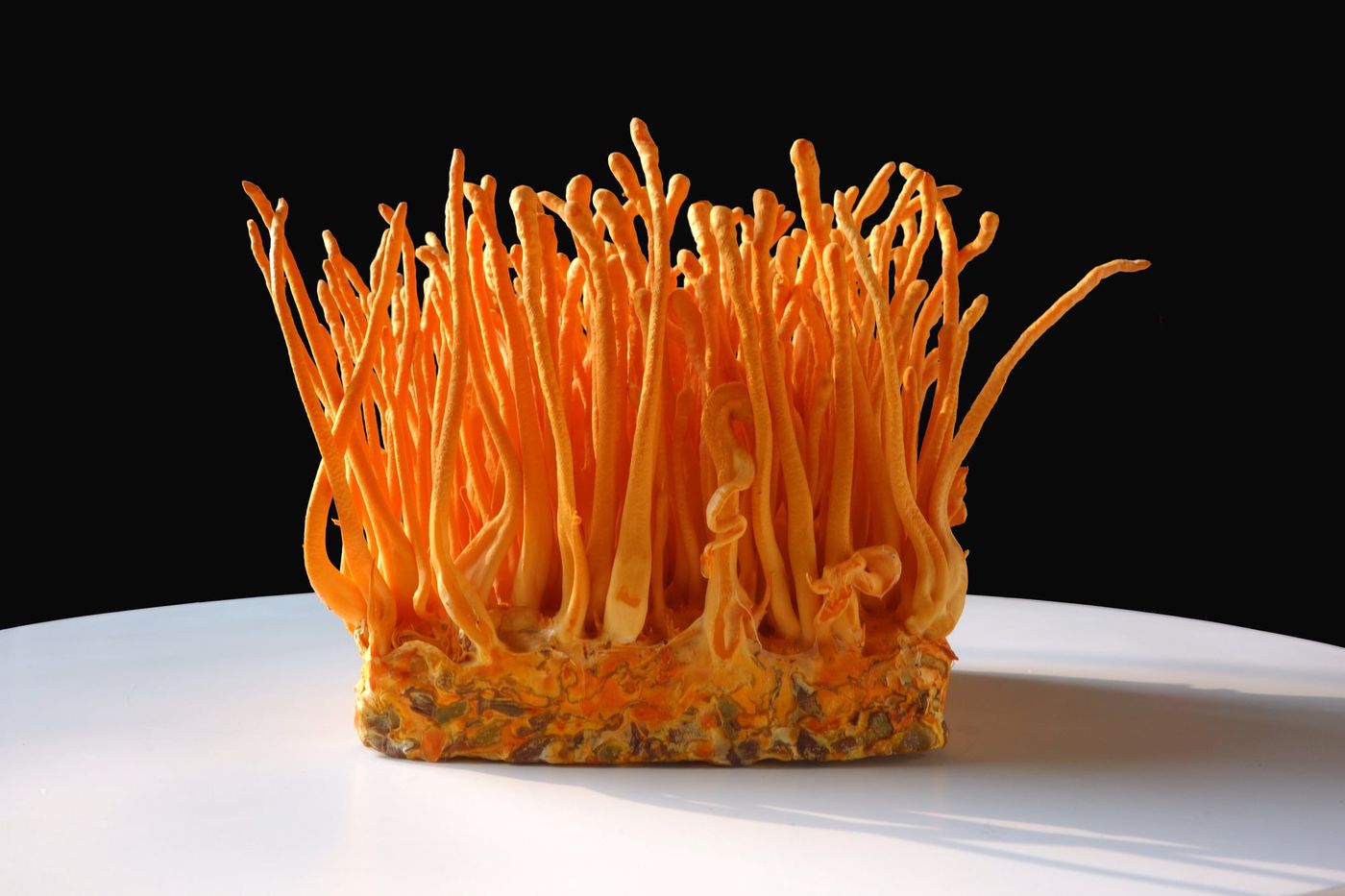 Cordyceps mushroom