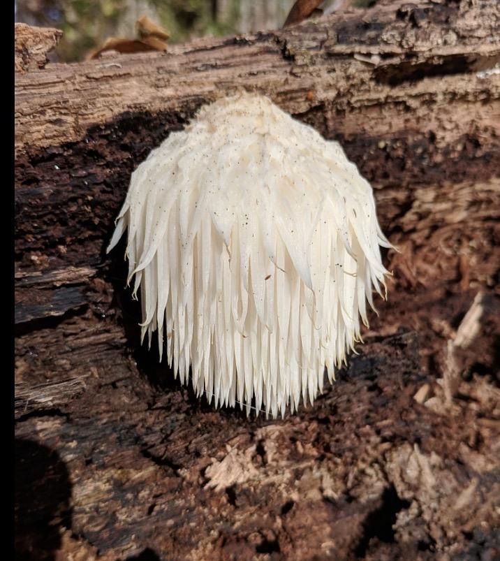 Lion's Mane mushroom